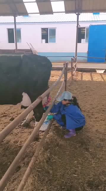 刚刚生产完的小牛,母牛在一旁做护理,果然专业养牛户就是不一样